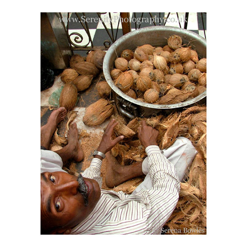 Man shells coconuts for the faithful to give as offerings at the Deshnoke Rat Temple. India.